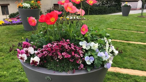 Les fournisseurs de vivaces, bisannuelles (Syngenta Flowers) et bulbeuses (Ververt Export) ont organisé une journée technique pour les horticulteurs et les responsables d’espaces verts. Au menu : les associations pour le fleurissement de printemps. ©Syngenta